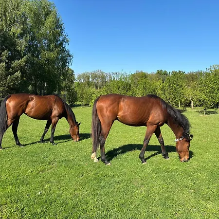 Natura - Dolina Baryczy Appartamento *