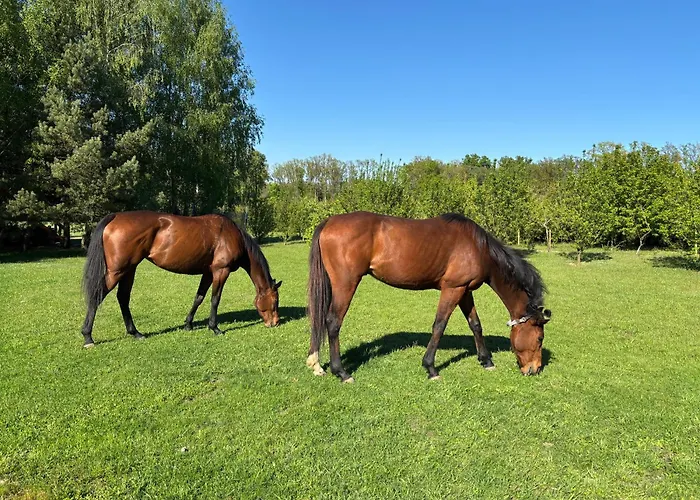 Natura - Dolina Baryczy Апартаменты *